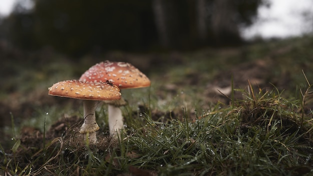 Foto gratuita colpo di agarico di mosca