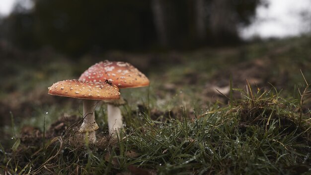 shot of fly agaric mushrooms