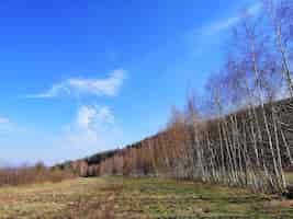 Foto gratuita inquadratura della foresta e di una valle erbosa a jelenia gora, polonia.