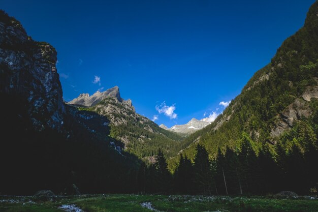 Shot of a forest with rocky mountains alongside