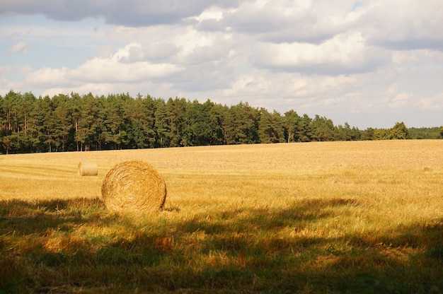 Shot of hay bales in  a field