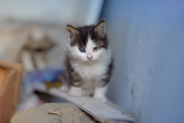 Снимок котенка с двумя разными глазами, сидящего на деревянной доске.