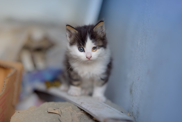 Shot of a kitten with two distinctive and dissimilar in size eyes, sitting on a wooden plank