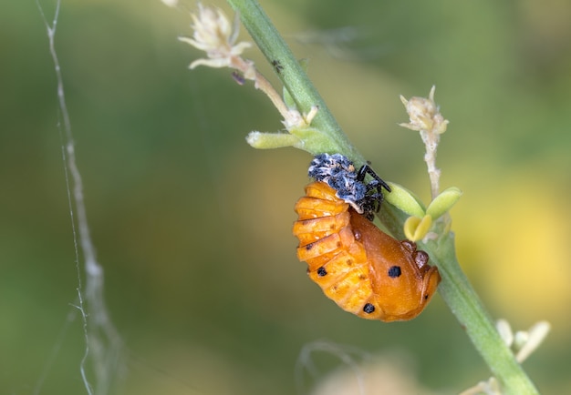 shot of a ladybug pupa on a plant