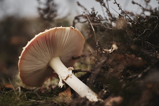 Free photo shot of a lamellar mushroom