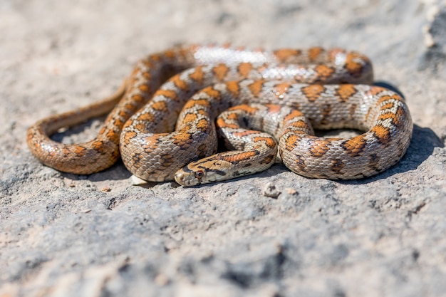 말타에서 웅크 리고 성인 레오파드 뱀 또는 유럽 ratsnake, zamenis situla의 샷