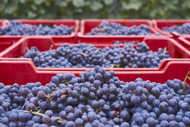 Бесплатное фото Выстрел собранного винограда в специальные красные ящики