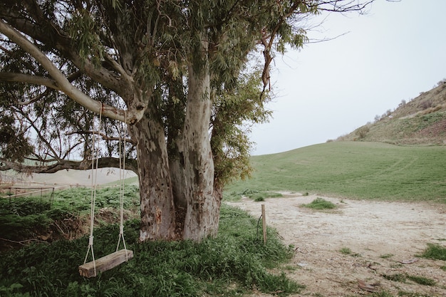 오래된 나무와 빈 스윙의 총은 자연에 교수형