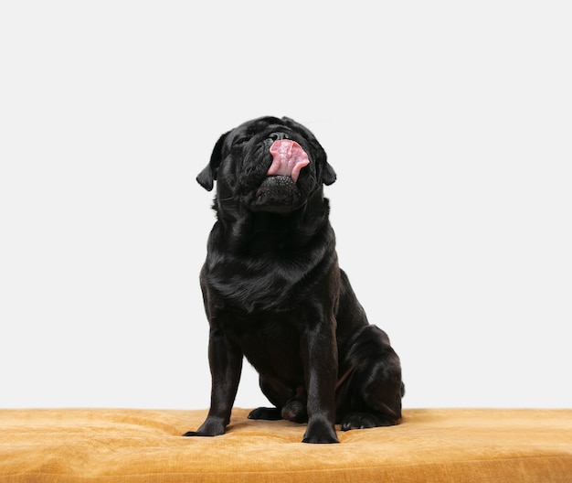 shot of pug dog companion isolated on white wall