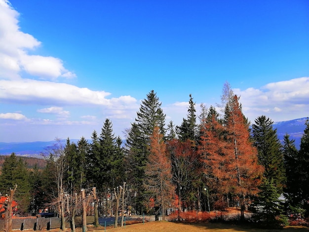 Shot of red and green treen in the forest in Karpacz, Poland