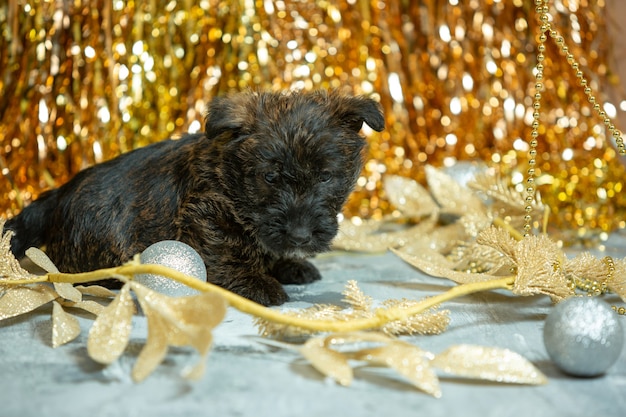 金色の壁にスコティッシュテリアの子犬のショット