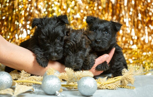 shot of scottish terrier puppies on golden colored  wall