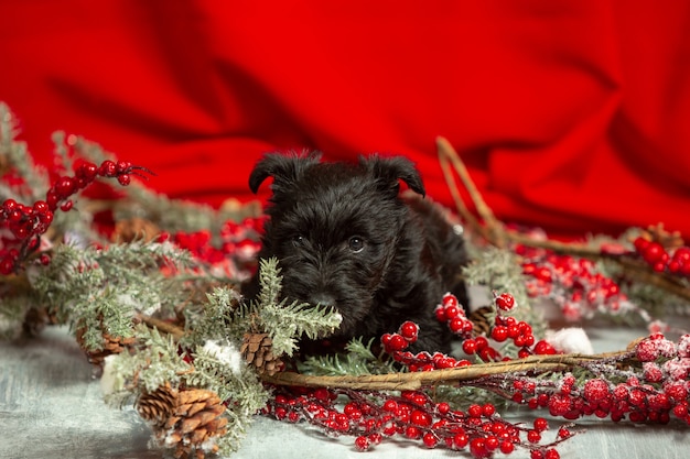 shot of scottish terrier puppy on red  wall