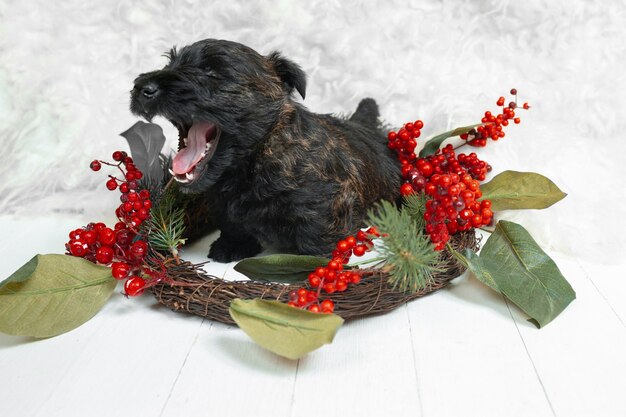 shot of scottish terrier puppy on white  wall