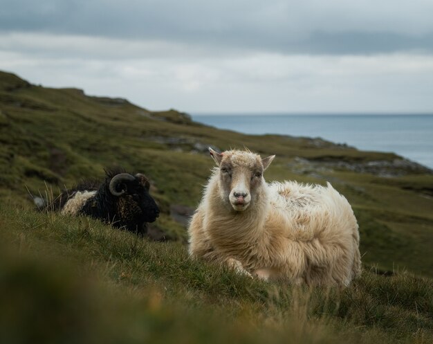 山で放牧している羊のショット