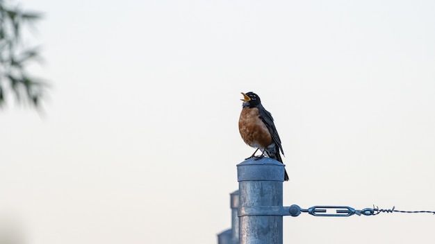 Free photo shot of singing american robin