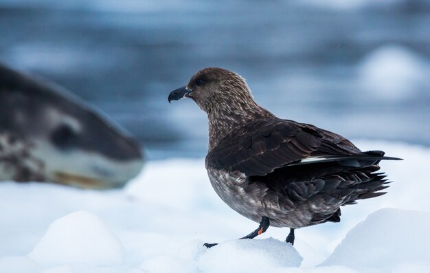 shot of a skua standing on a snowy ground in Antarctica