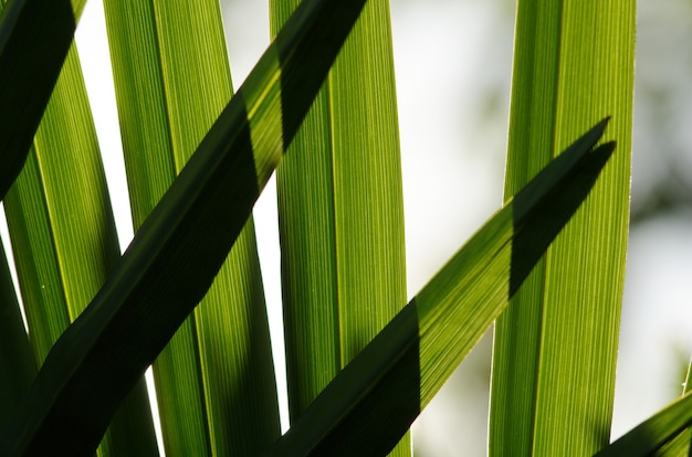 Foto gratuita inquadratura di una piccola palma serenoa repens che cresce all'ombra