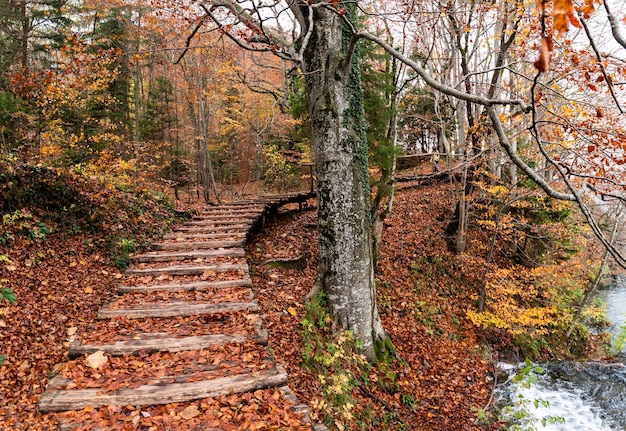 Shot of stairs covered in red and yellow foliage in the Plitvice Lakes National Park in Croatia