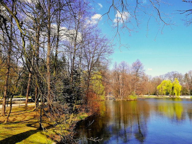 Jelenia Gora, 폴란드의 공원에서 연못 옆에있는 나무의 총