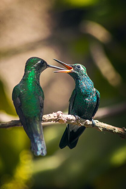 木の枝にとまり、ぼやけた表面にキスする2つの驚くべきハチドリのショット