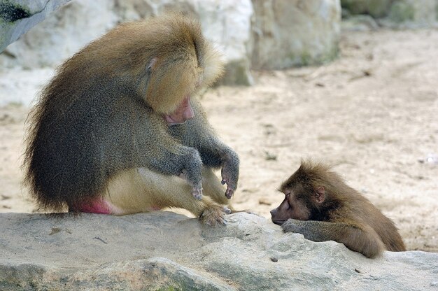 Shot of two brown haired  baboons sleeping on the rock