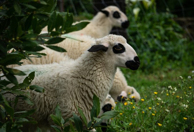 выстрел из белых овец на сельскохозяйственных угодьях, отдыхающих на траве