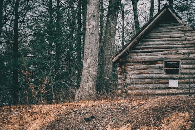 Shot of a wooden cabin near trees in a forest