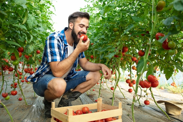 Free photo shot of young bearded farmer tasting tomato vegetable and checking quality of organic food in greenhouse