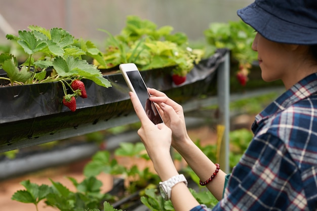 Over the shoulder shot of a female gardener taking a shot of ripe strawberry