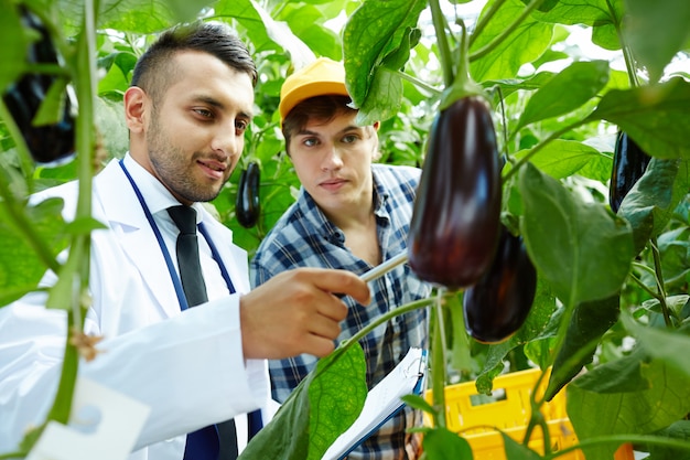 Showing eggplants