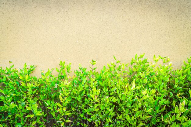 Shrub crawl plant ivy concrete