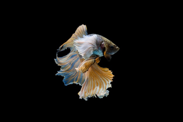 Foto gratuita siam betta fish