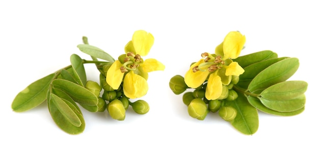 Siamese senna branch green leaves and flowers isolated on white background.