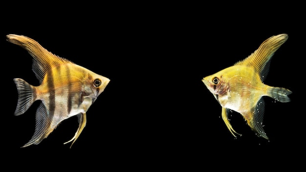 Siamese yellow fighting betta fish mirrored