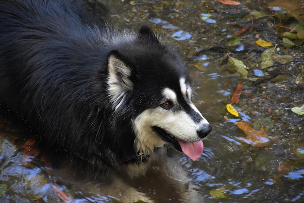 Cane del husky siberiano che guada in acque poco profonde e si rinfresca.