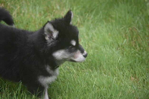 A siberian husky puppy on high alert