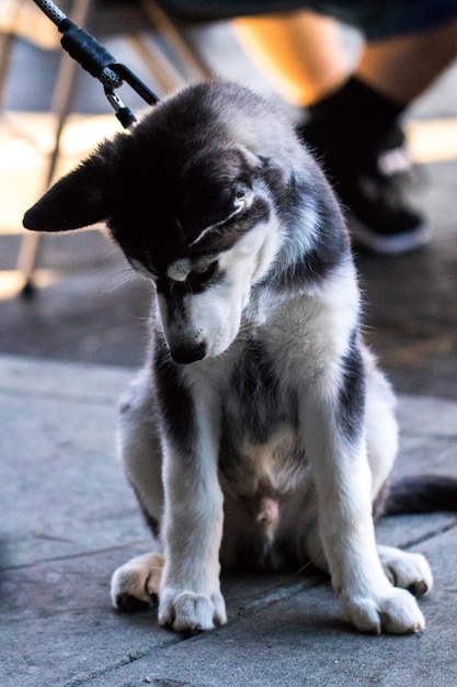 シベリアンハスキーの子犬