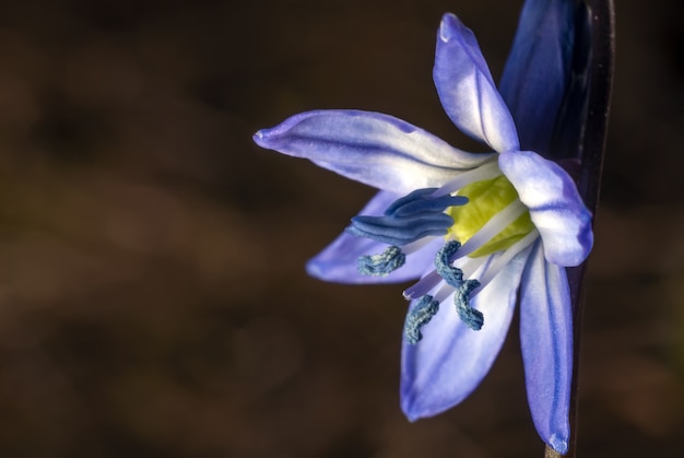 Foto gratuita scilla siberiana sotto la luce del sole con uno sfondo sfocato