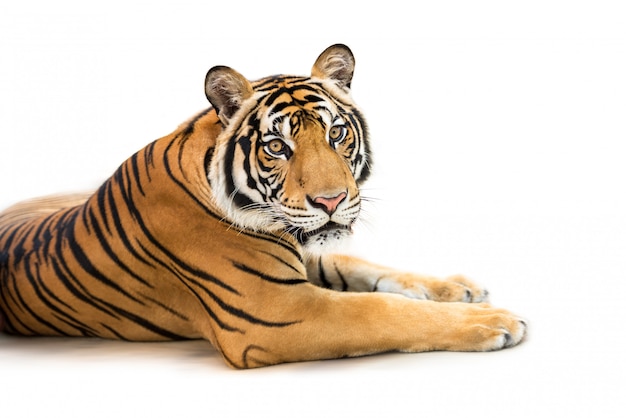 Siberian tiger isolated on white