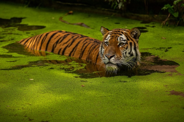 Siberian tiger Panthera tigris altaica swimming in the water directly in front of the photographer Dangereous predator in action Tiger in green taiga habitat Beautiful wild animal in captivity