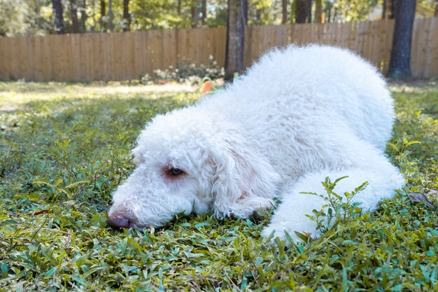 暗い背景に対して撮影された黒いラブラドール犬の肖像画 無料の写真