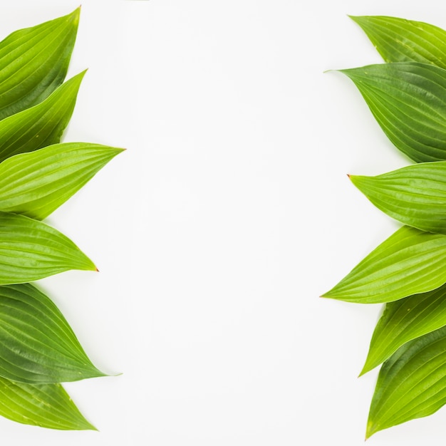 side border made with fresh green leaves on white background