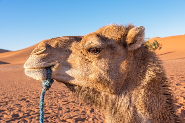 A side profile of a camel with a rope in its mouth and a desert landscape