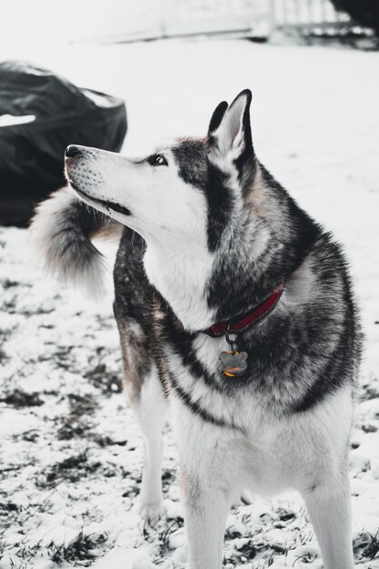 Side profile of a husky in a garden surrounded by greenery covered in the snow