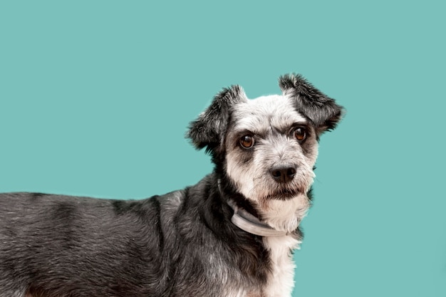 Side view of adorable mixed breed puppy