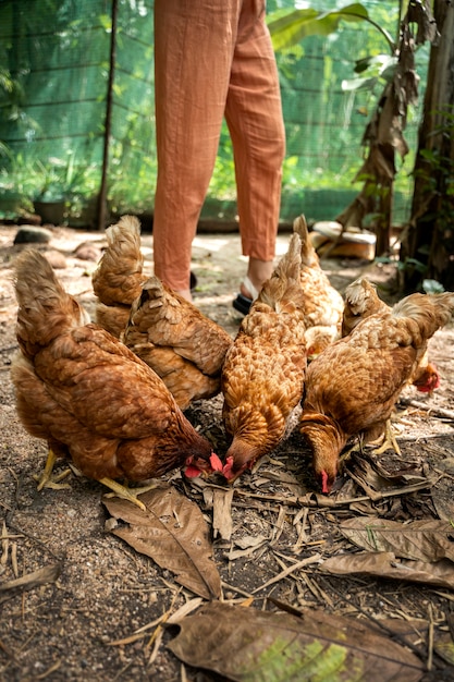 Foto gratuita adulto di vista laterale che alimenta i polli