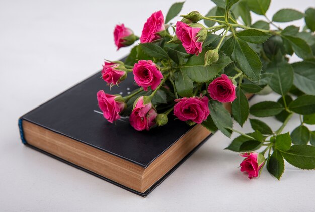 Side view of amazing pink roses with leaves on a white background