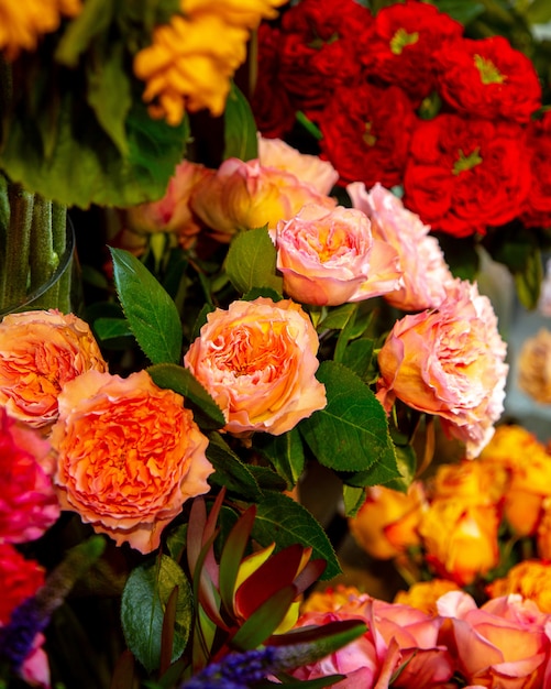 Side view of apricot color english roses by david austin