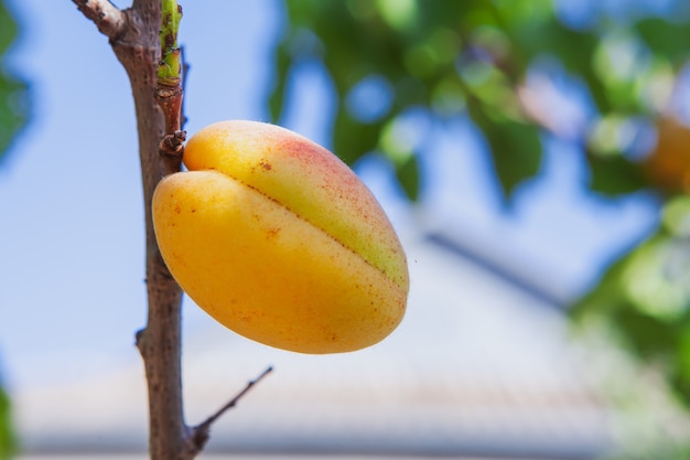 Side view apricot fruit tree . horizontal